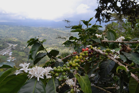 阿拉比卡豆 | 哥倫比亞 | 烏伊拉